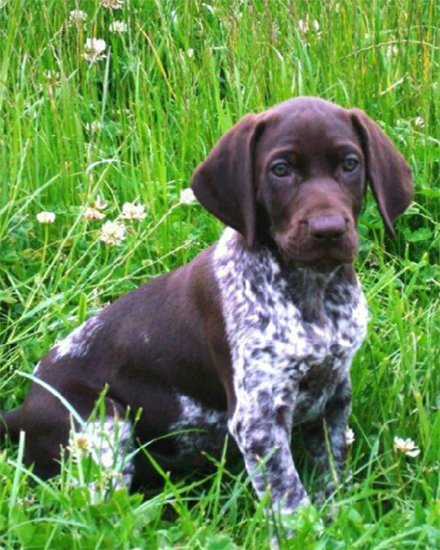 german shorthaired pointer puppies for adoption